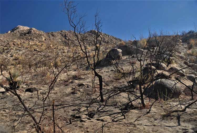 burn area